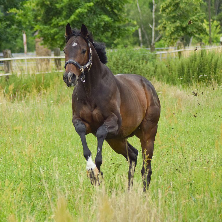 Bild Pferd mit Magnetfelddecke